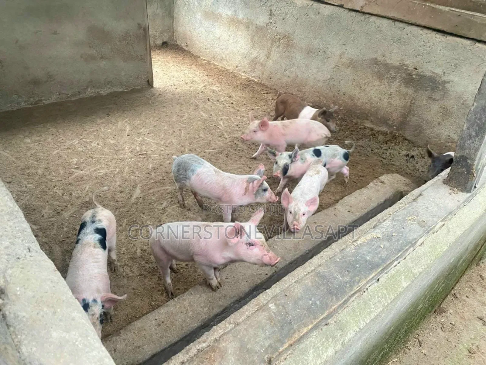 Farm for Sale