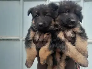 1-3 months Male Purebred German Shepherd