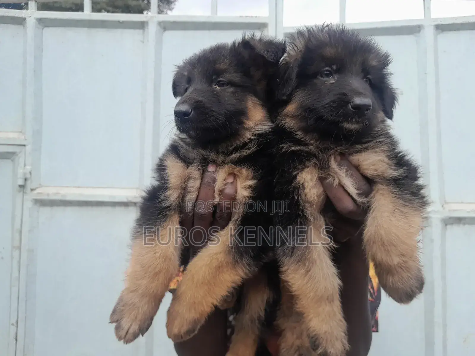 1-3 months Male Purebred German Shepherd