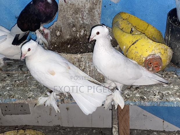Dotted White Shungi Pair - main view