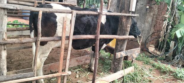 Dairy Cows - thumbnail 2