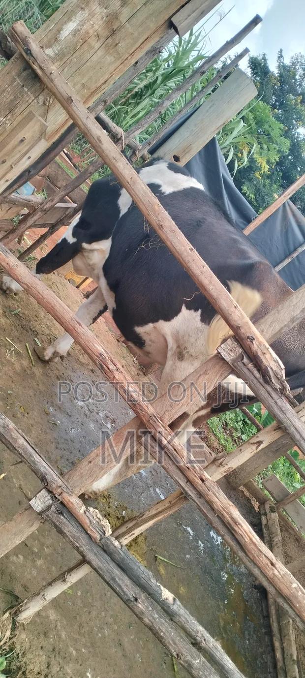 Dairy Cows - thumbnail 4