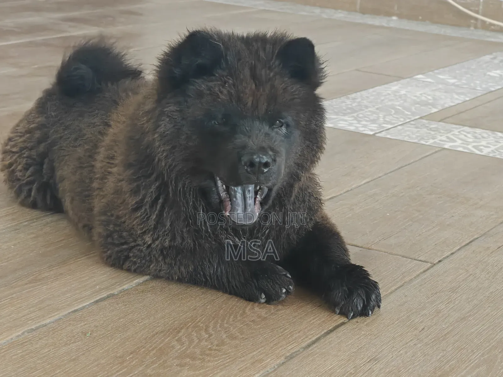 6-12 months Male Purebred Chow Chow