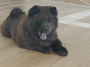 6-12 months Male Purebred Chow Chow - thumbnail 3