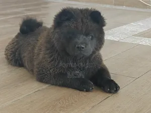 6-12 months Male Purebred Chow Chow