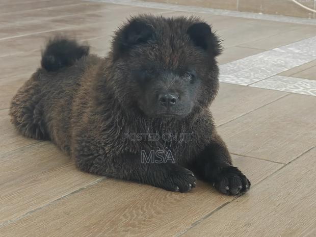 6-12 months Male Purebred Chow Chow - thumbnail 4