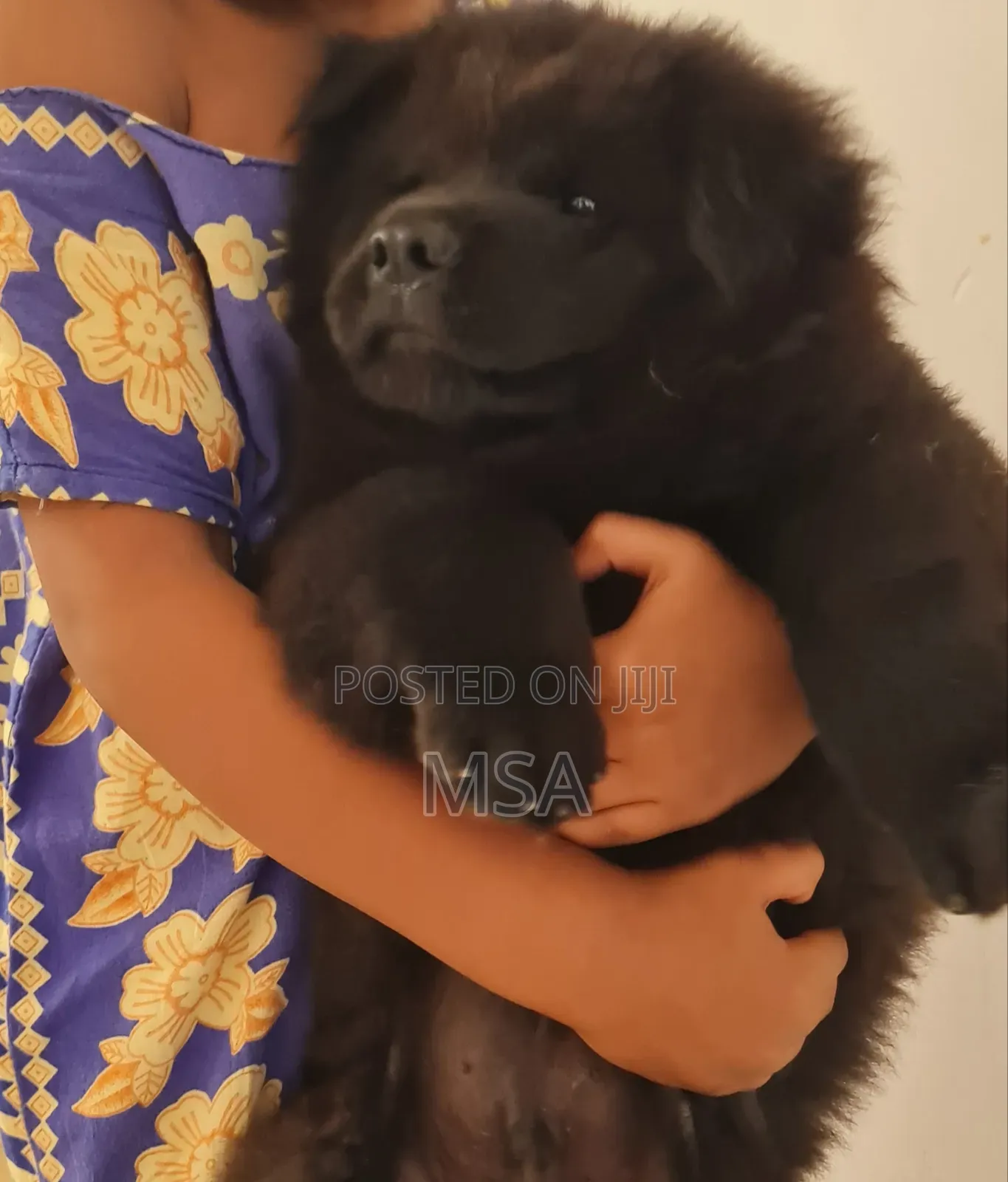 6-12 months Male Purebred Chow Chow