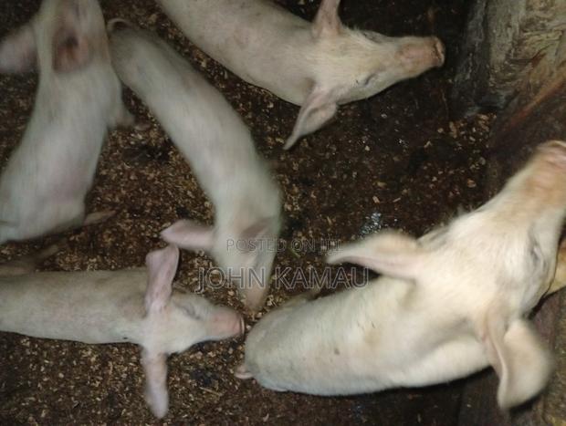 Piglet For Sale