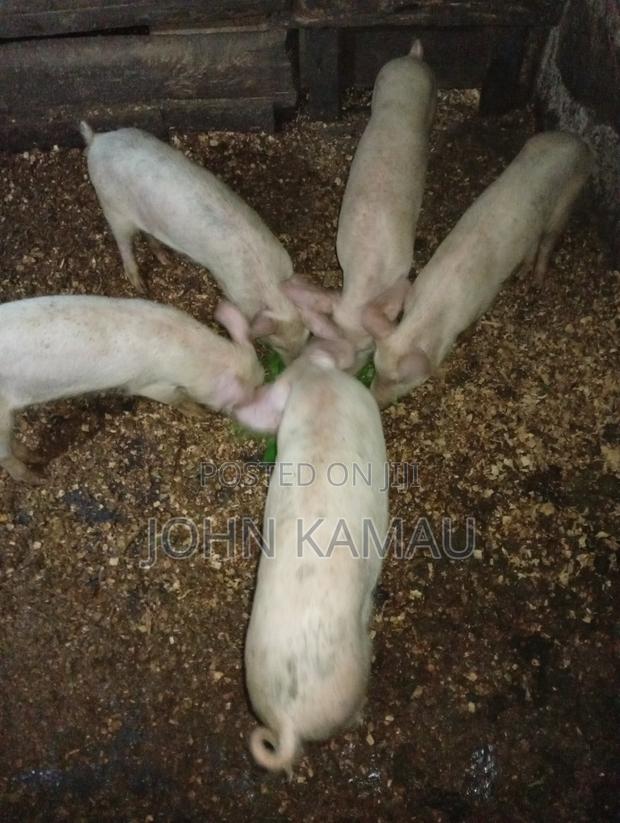 Piglet For Sale - thumbnail 3