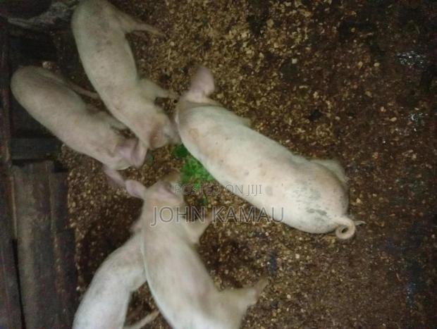 Piglet For Sale - thumbnail 5