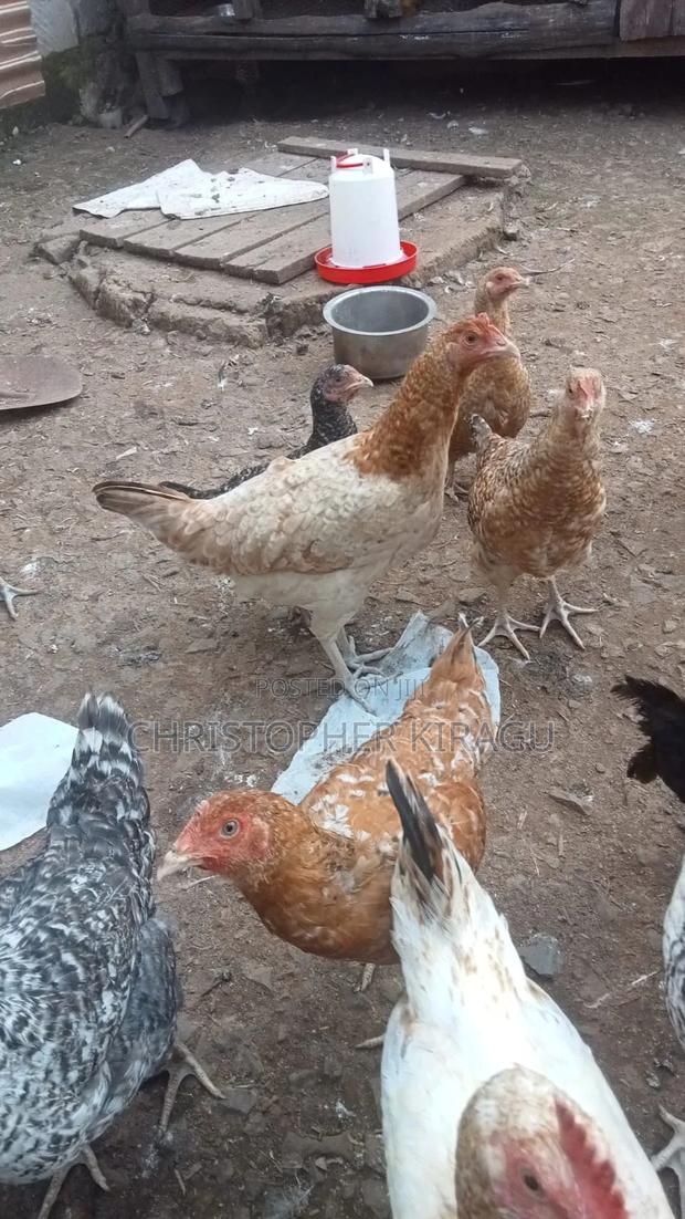 Kienyeji Improved Chicken 