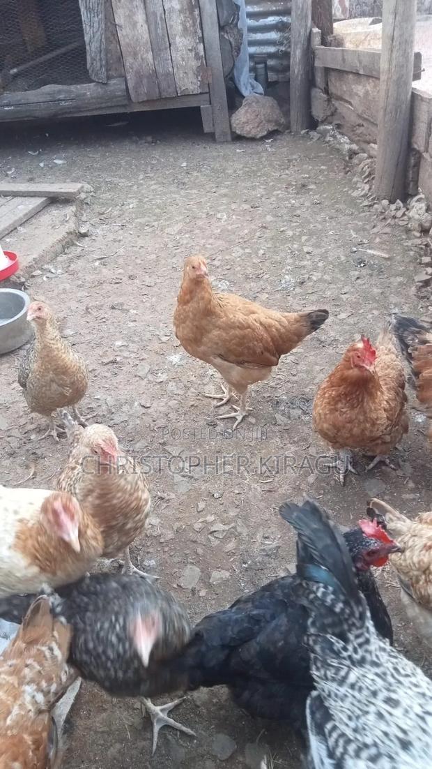Kienyeji Improved Chicken  - thumbnail 2