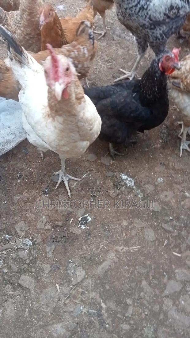 Kienyeji Improved Chicken  - thumbnail 3