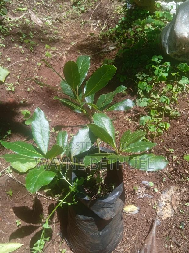 Bayleaf Tree - main view