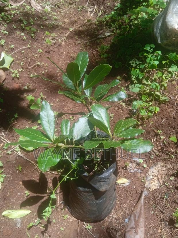 Bayleaf Tree - thumbnail 2