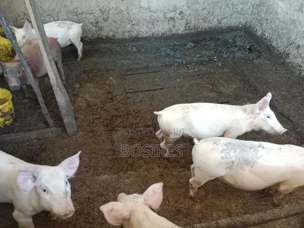 Best for Breeding Pigs - thumbnail 2