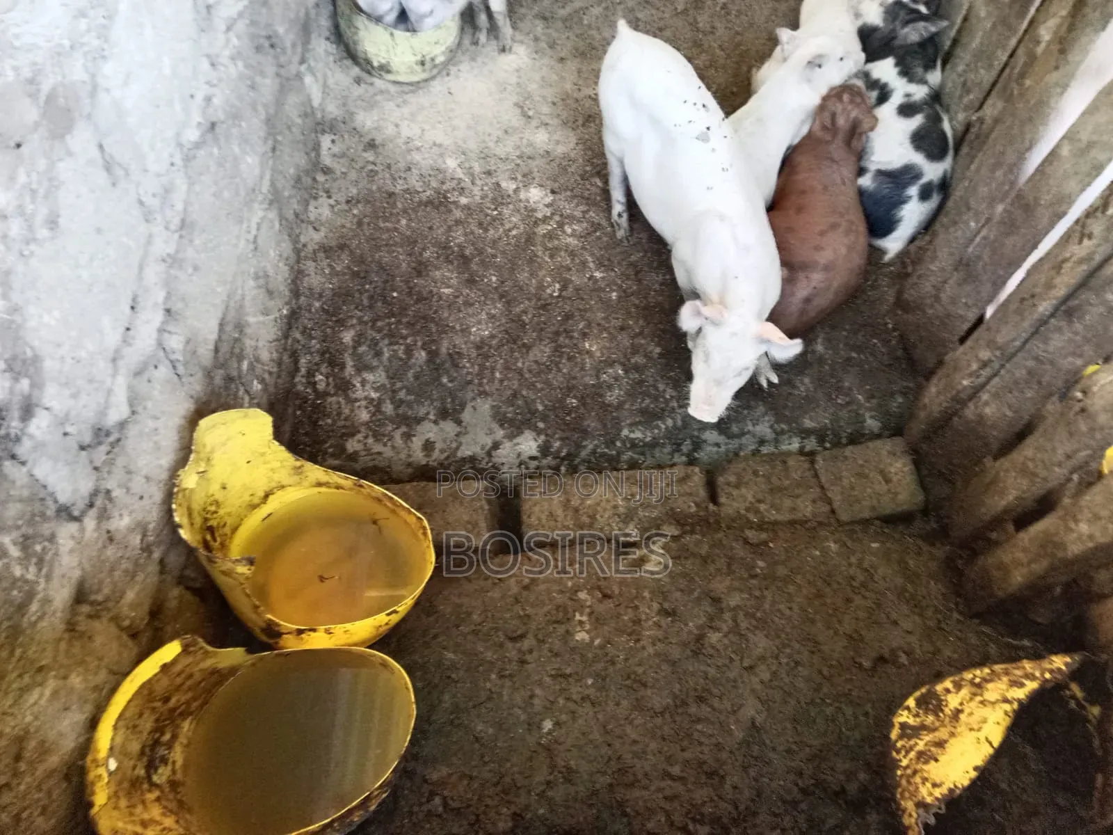 Best for Breeding Pigs