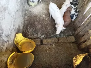 Best for Breeding Pigs