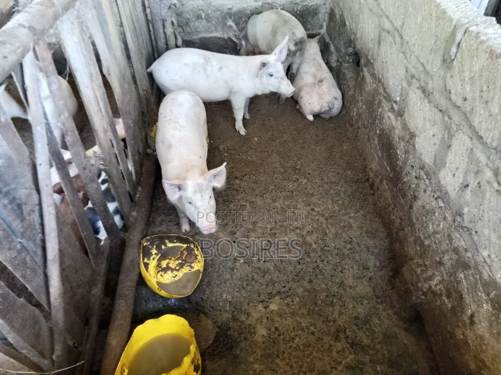 Best for Breeding Pigs