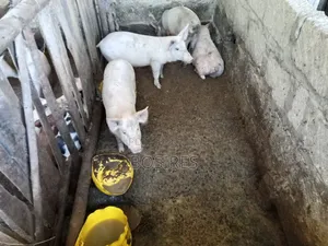Best for Breeding Pigs