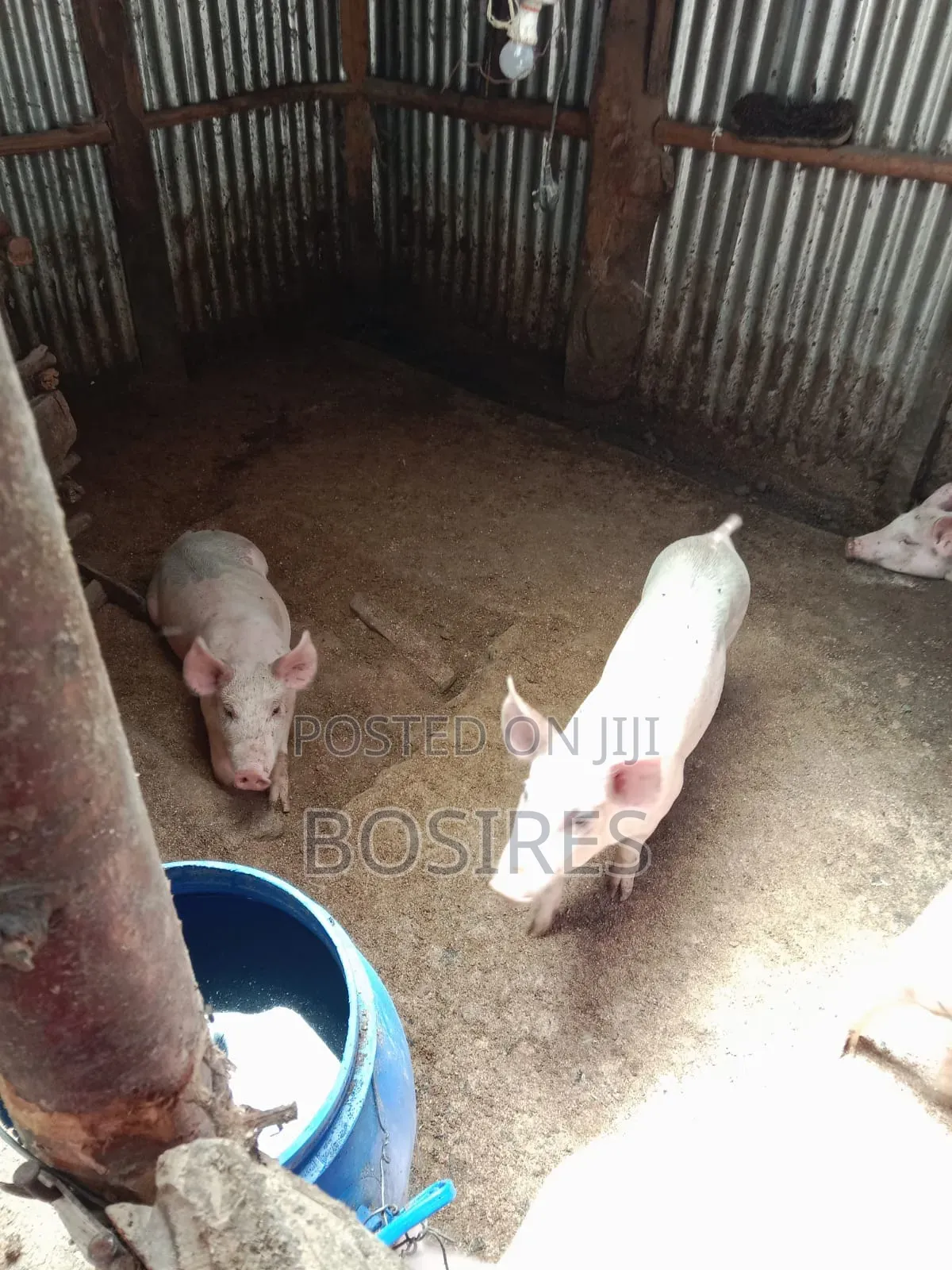 Best for Breeding Pigs