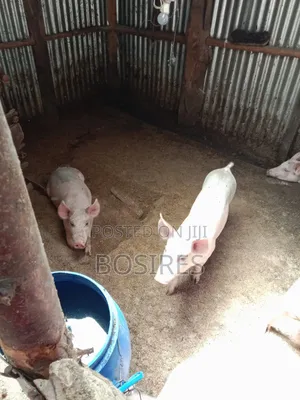 Best for Breeding Pigs