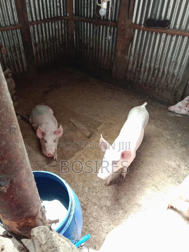 Best for Breeding Pigs - thumbnail 5