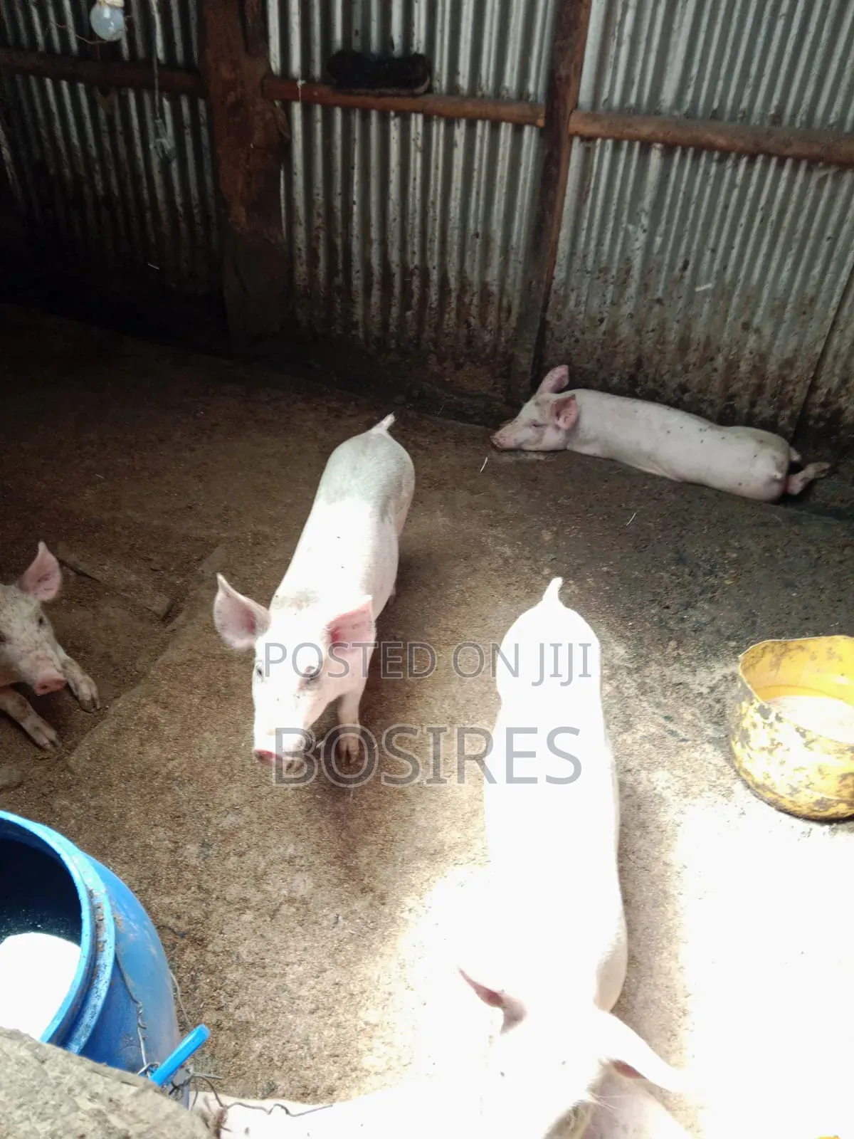 Best for Breeding Pigs