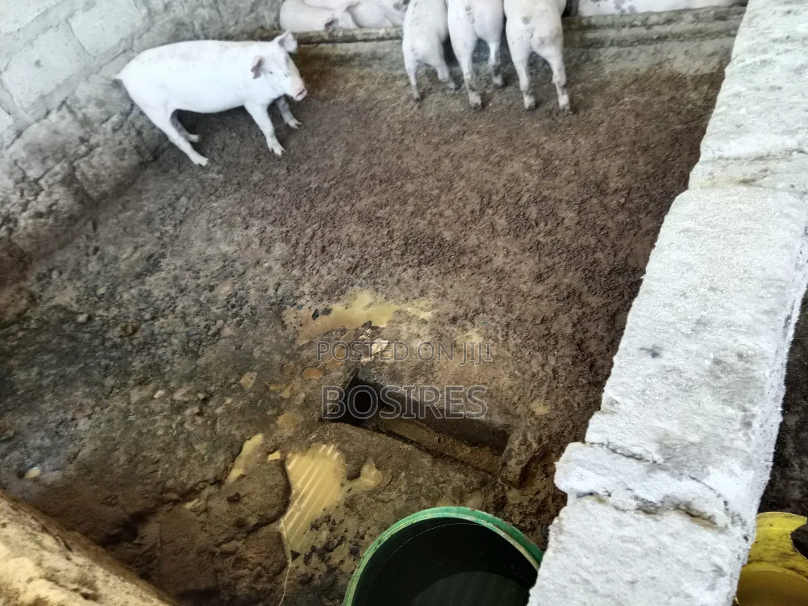 Best for Breeding Pigs