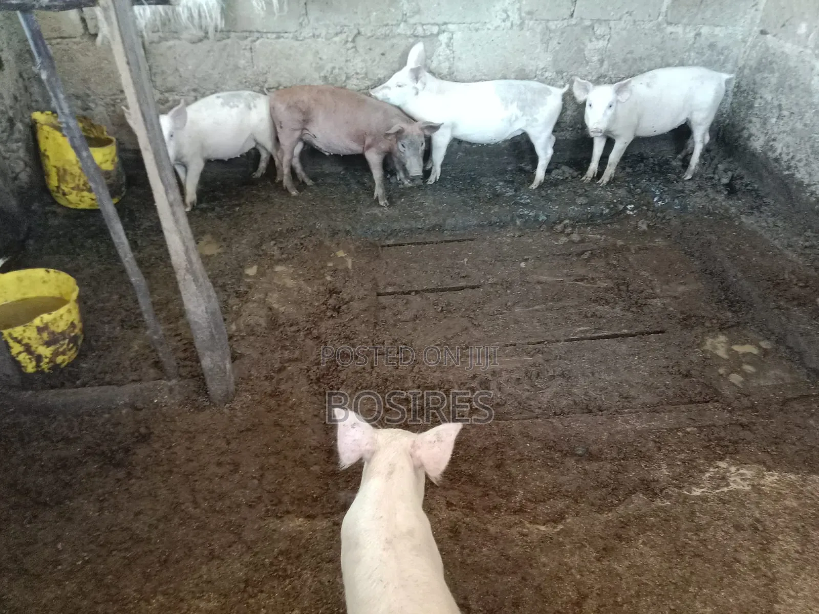 Best for Breeding Pigs