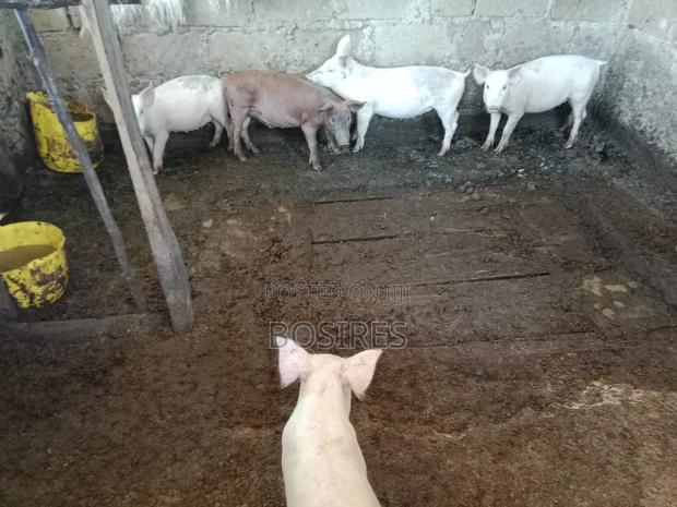 Best for Breeding Pigs - thumbnail 8