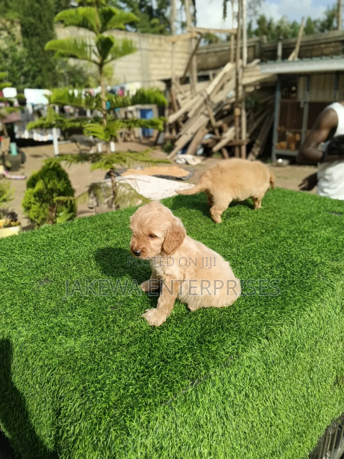 1-3 months Female Purebred Golden Retriever