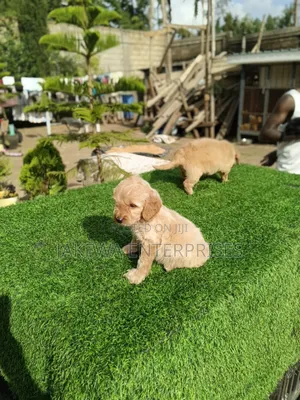 1-3 months Female Purebred Golden Retriever