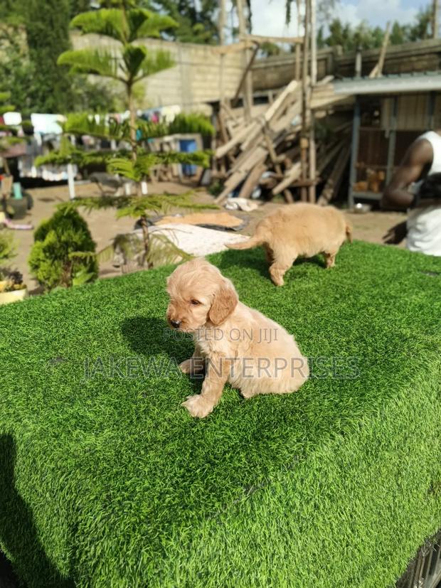 1-3 months Female Purebred Golden Retriever