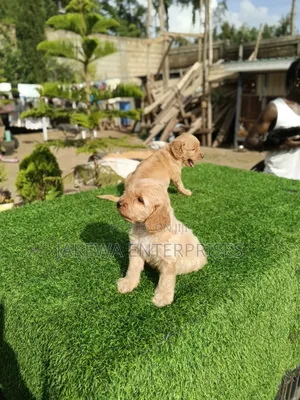 1-3 months Female Purebred Golden Retriever