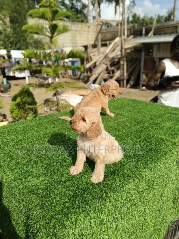 1-3 months Female Purebred Golden Retriever - main view