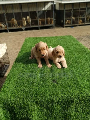 1-3 months Male Purebred Golden Retriever