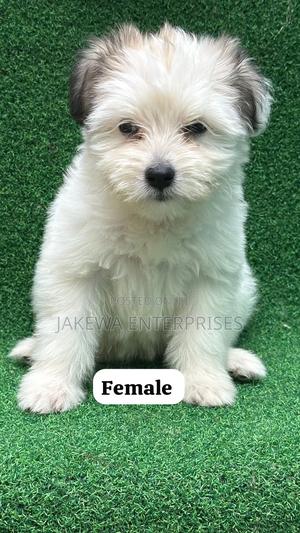 1-3 months Female Purebred Havanese - thumbnail 2