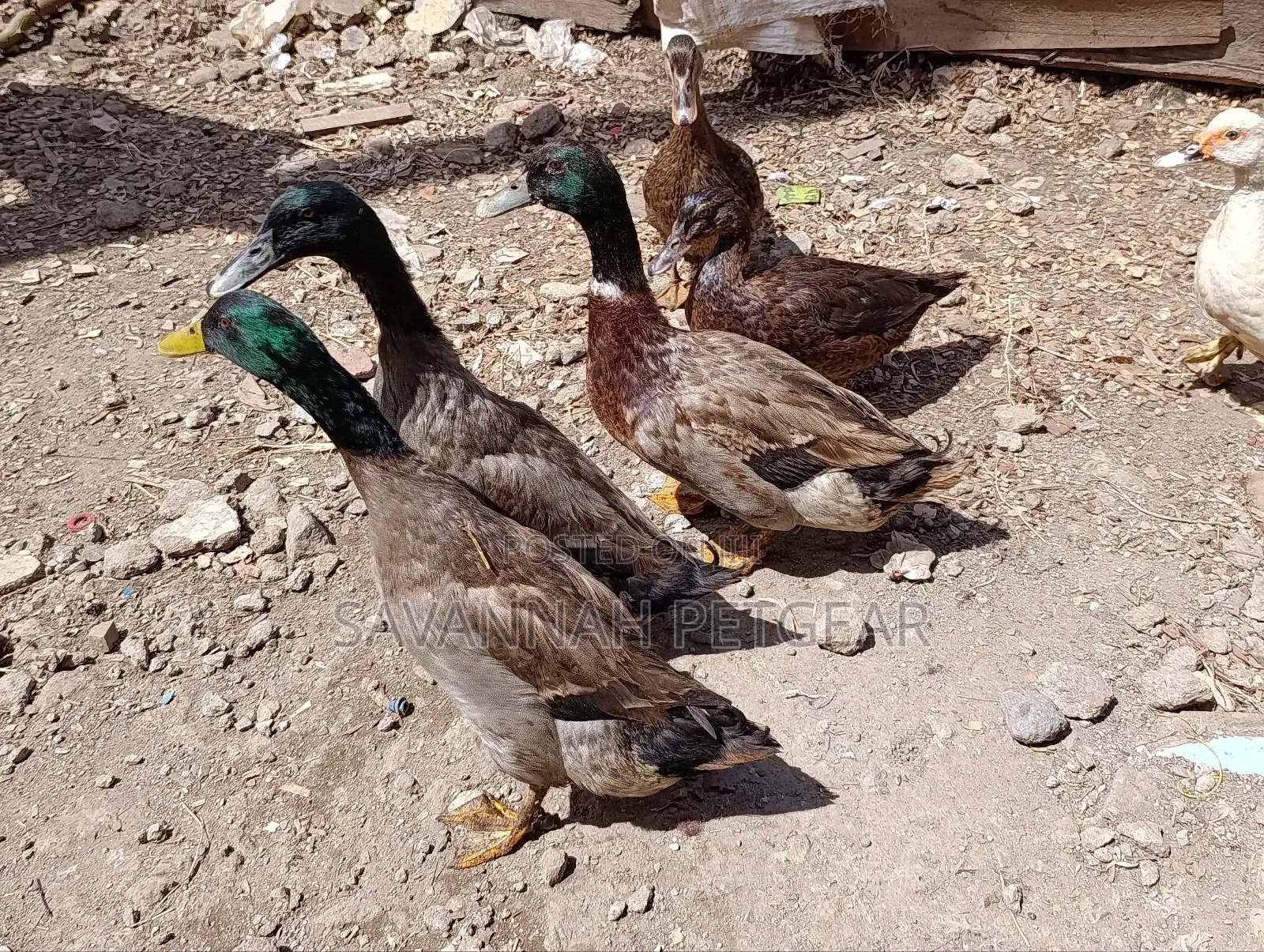 Rouen Ducks (Mature Male Rouen Ducks) for Meat or Breeding