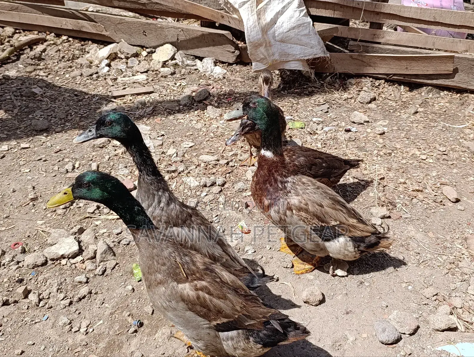 Rouen Ducks (Mature Male Rouen Ducks) for Meat or Breeding