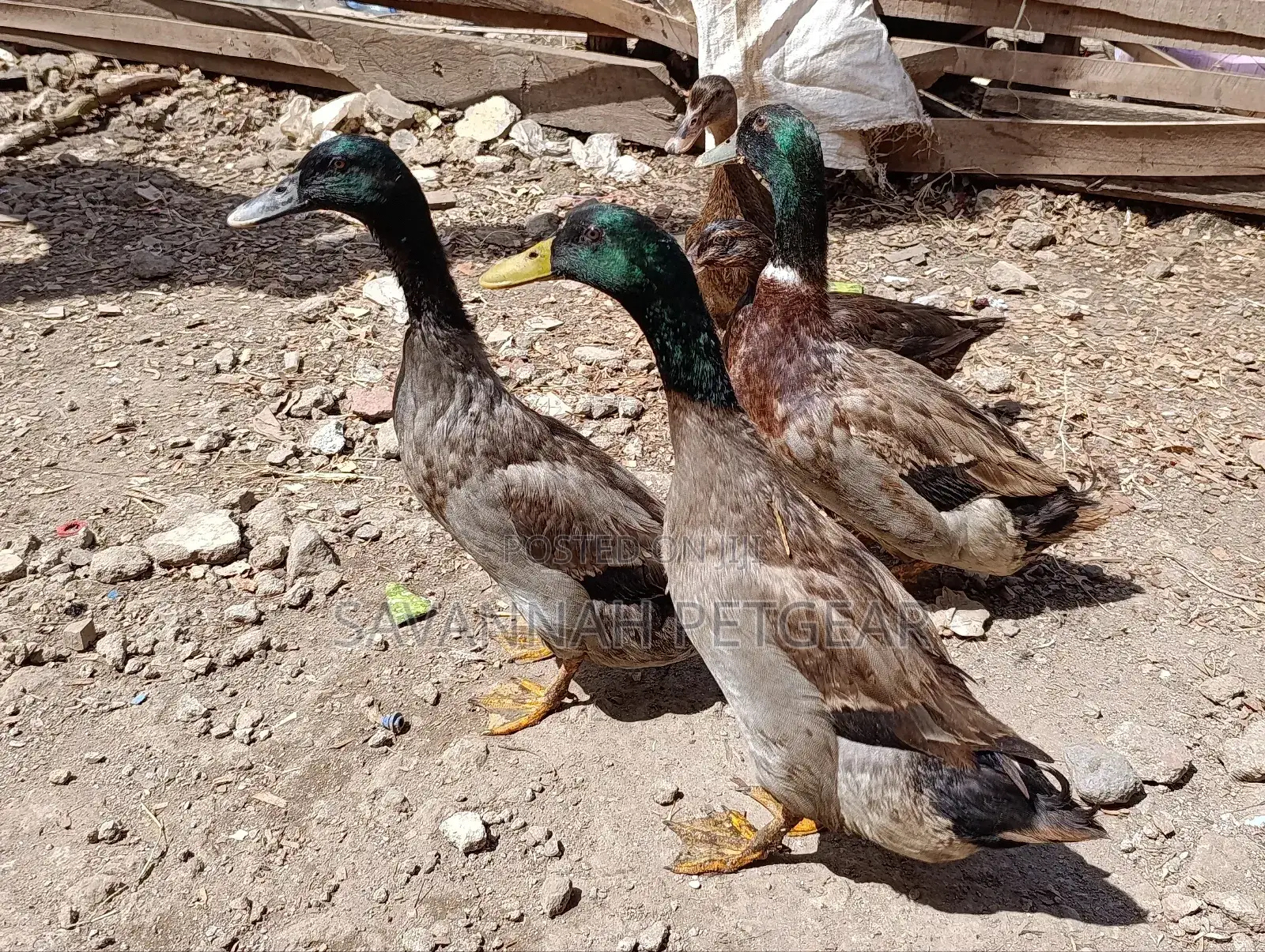 Rouen Ducks (Mature Male Rouen Ducks) for Meat or Breeding