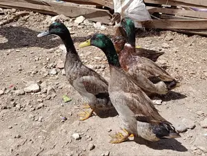 Rouen Ducks (Mature Male Rouen Ducks) for Meat or Breeding