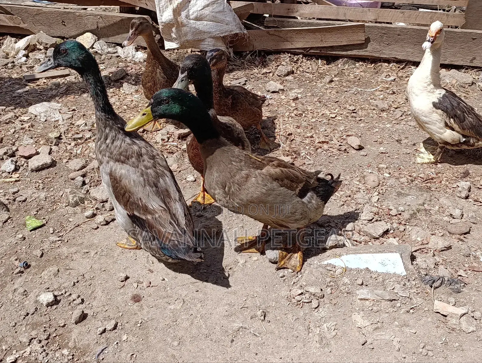 Rouen Ducks (Mature Male Rouen Ducks) for Meat or Breeding