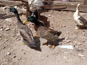 Rouen Ducks (Mature Male Rouen Ducks) for Meat or Breeding