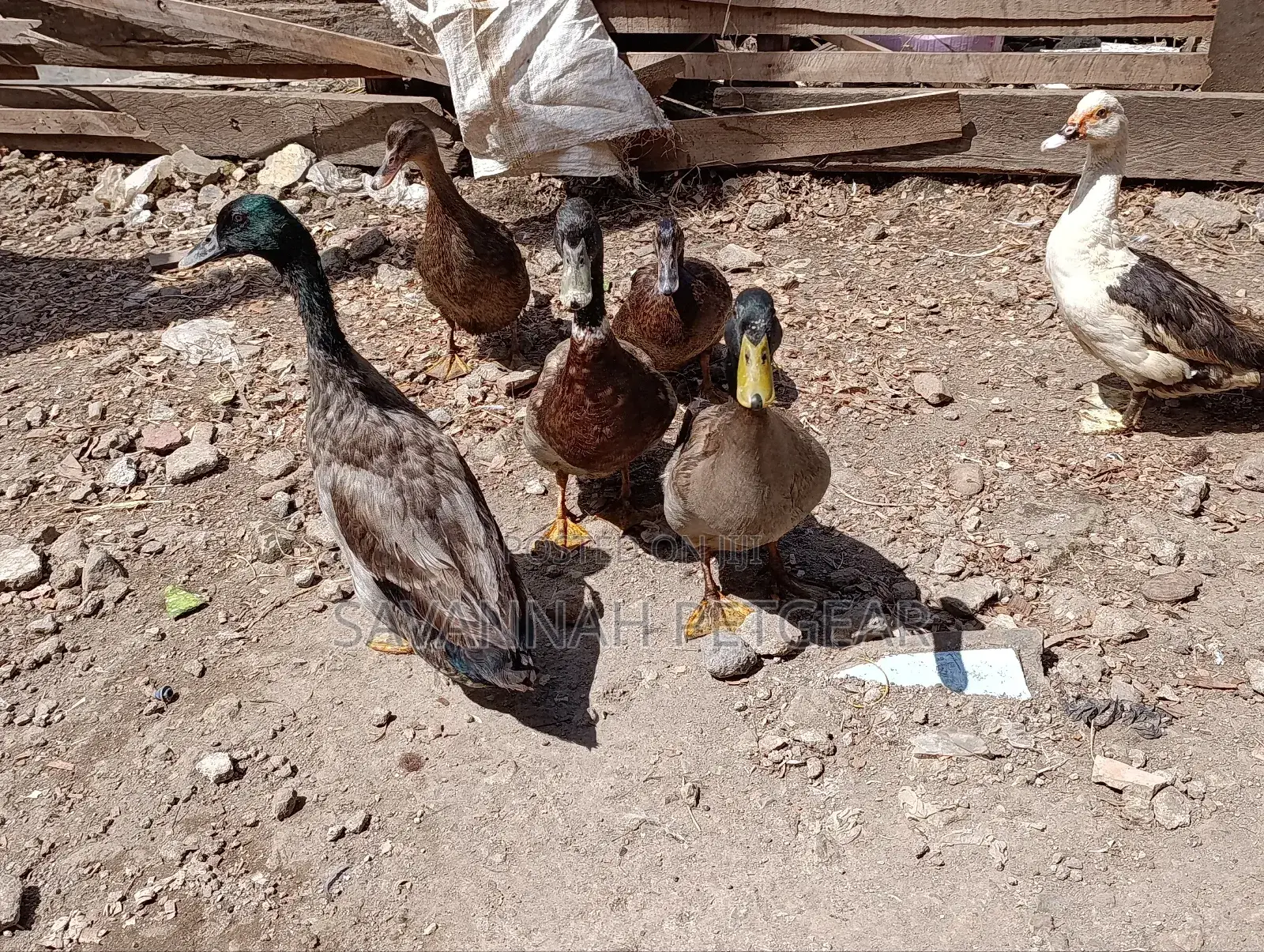 Rouen Ducks (Mature Male Rouen Ducks) for Meat or Breeding