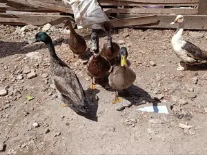 Rouen Ducks (Mature Male Rouen Ducks) for Meat or Breeding