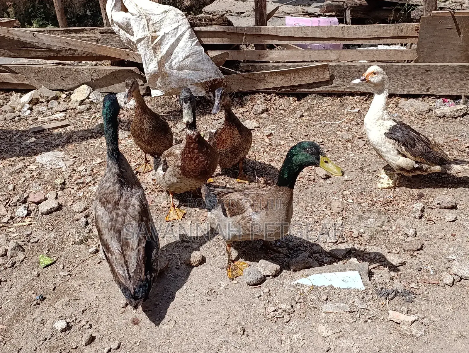 Rouen Ducks (Mature Male Rouen Ducks) for Meat or Breeding