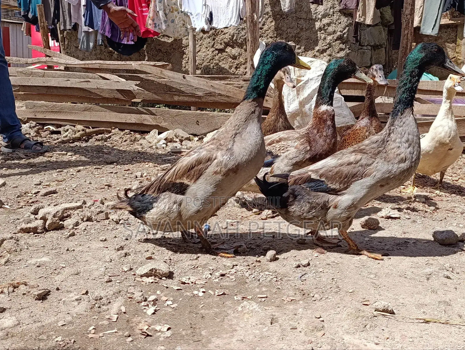 Rouen Ducks (Mature Male Rouen Ducks) for Meat or Breeding