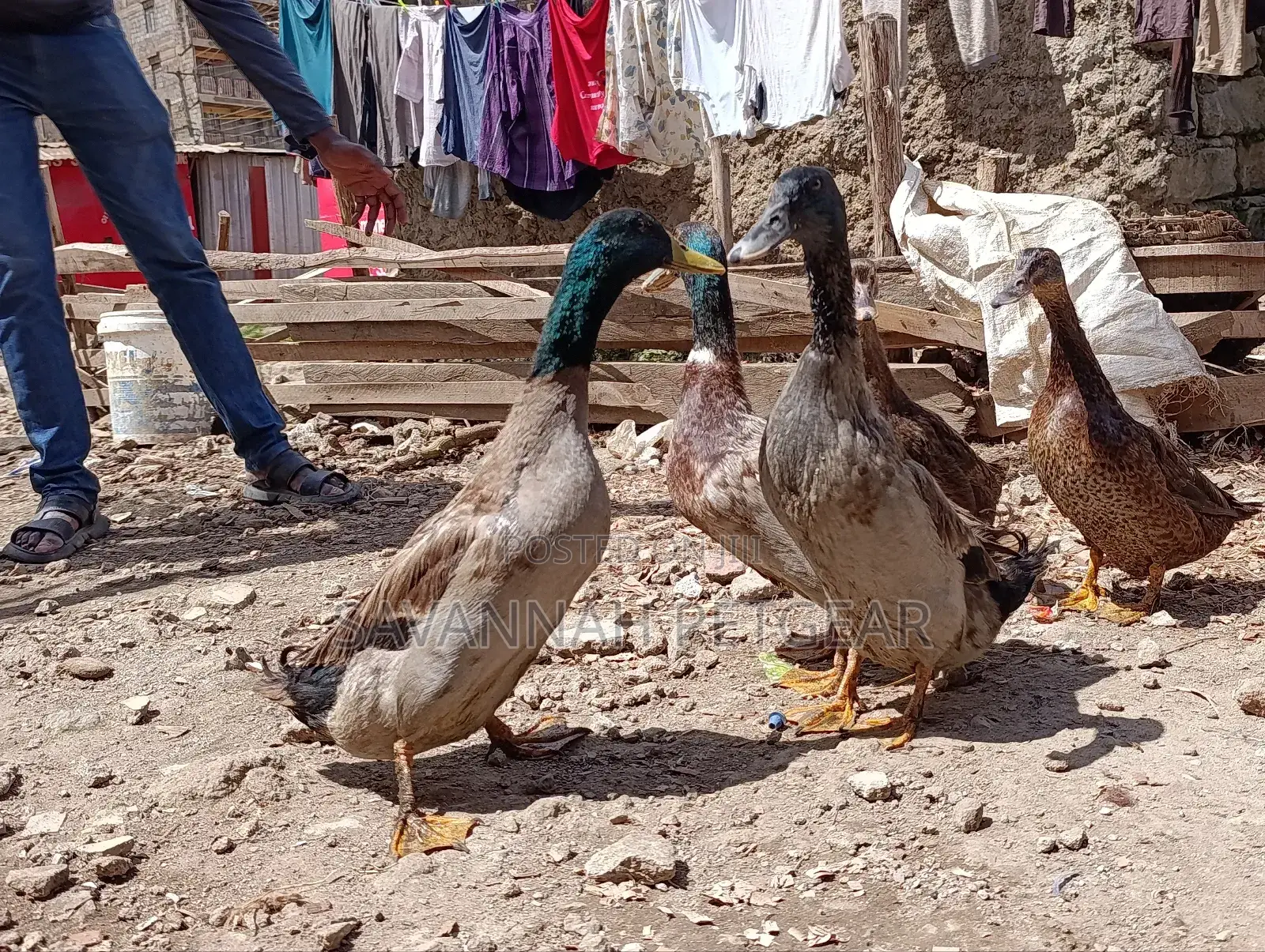 Rouen Ducks (Mature Male Rouen Ducks) for Meat or Breeding