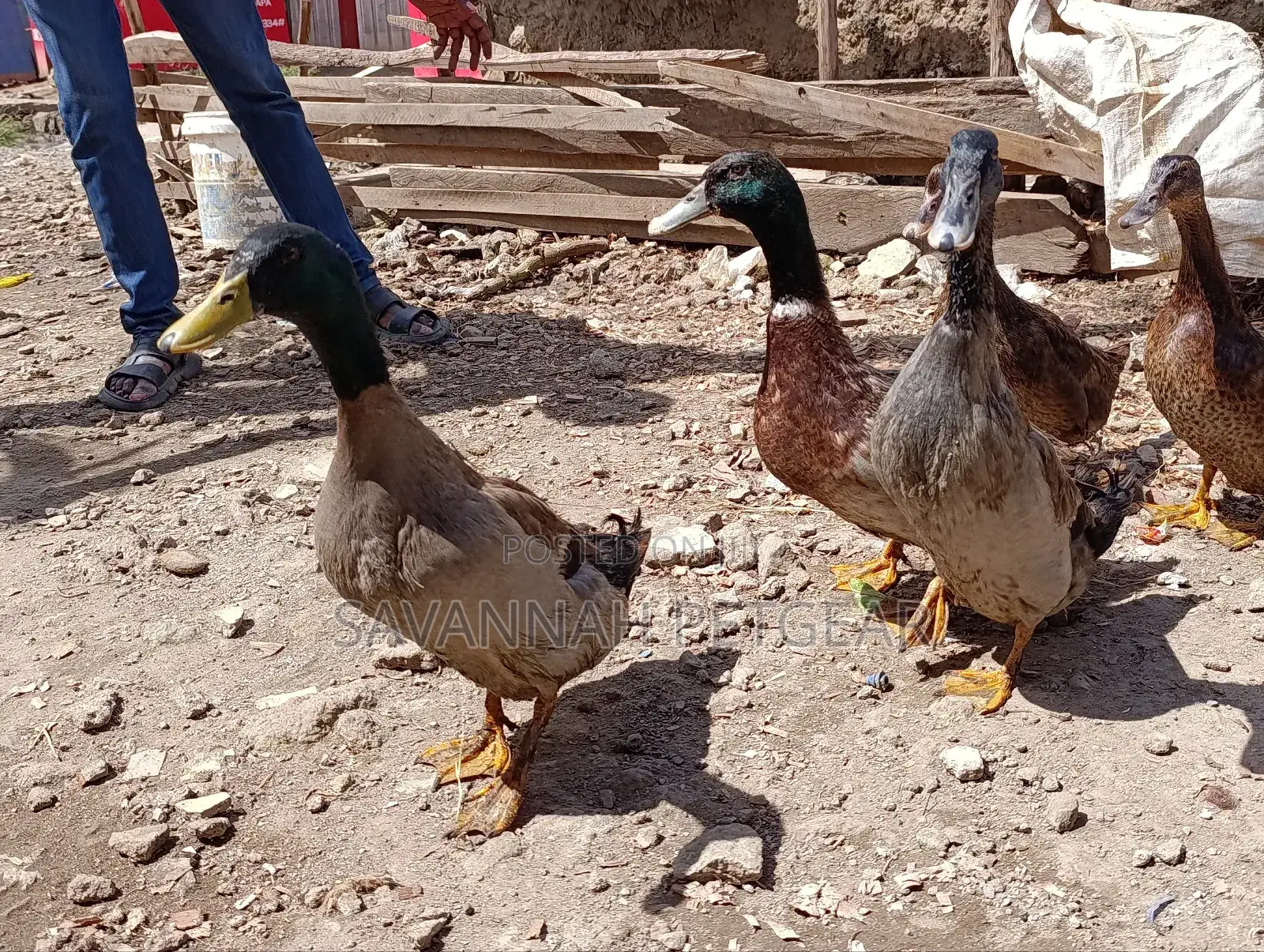 Rouen Ducks (Mature Male Rouen Ducks) for Meat or Breeding